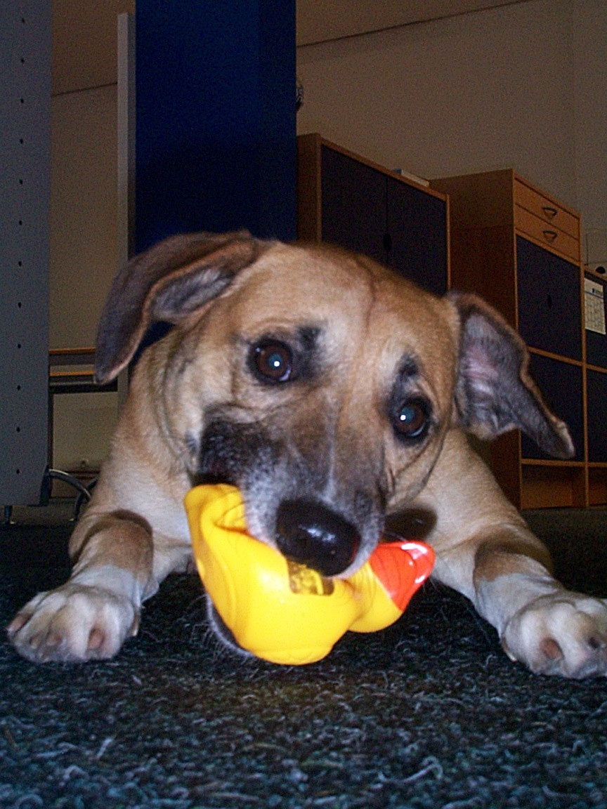 Jasper 2001