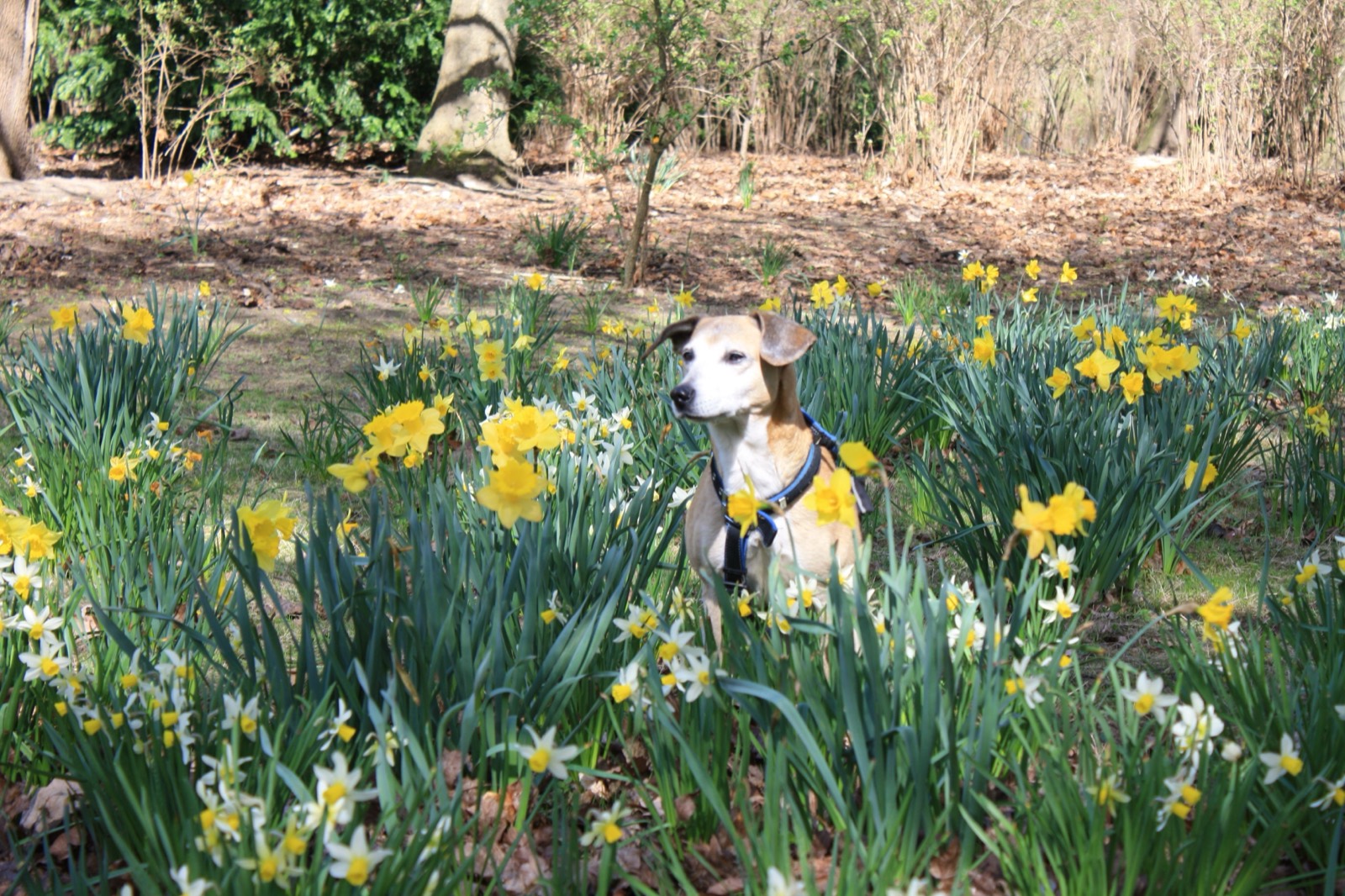 Berliner Tiergarten 2011 – Ich bin ein Blumenkind