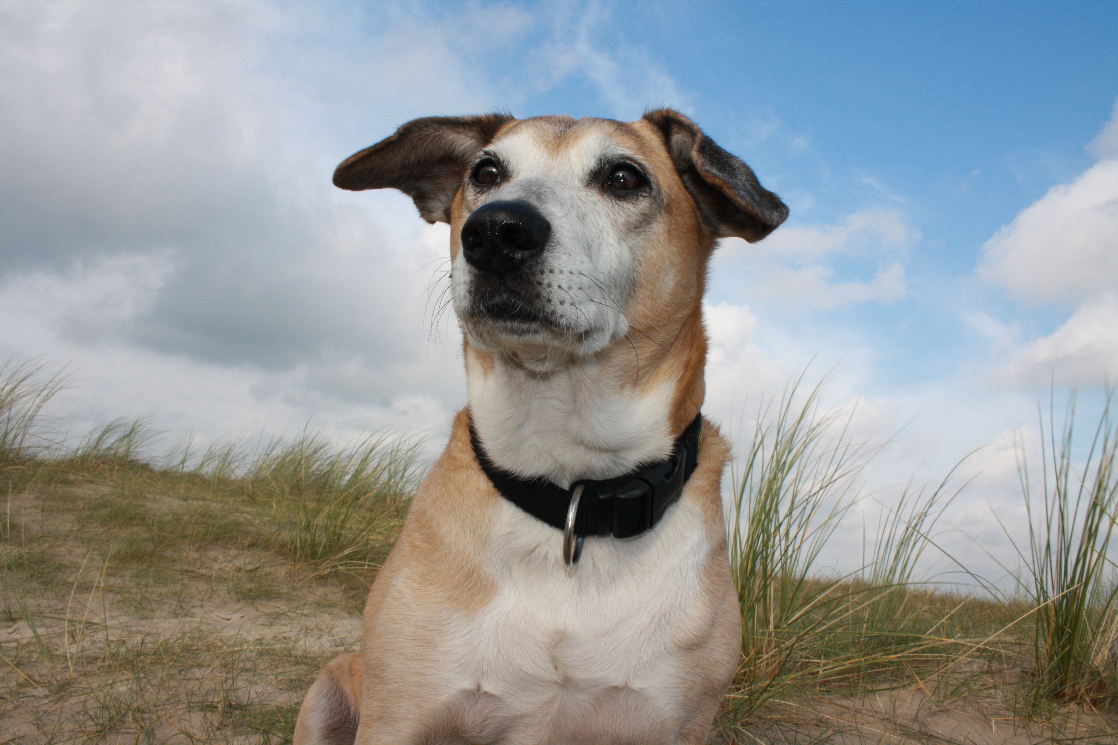 Jasper Oktober 2011 auf Texel