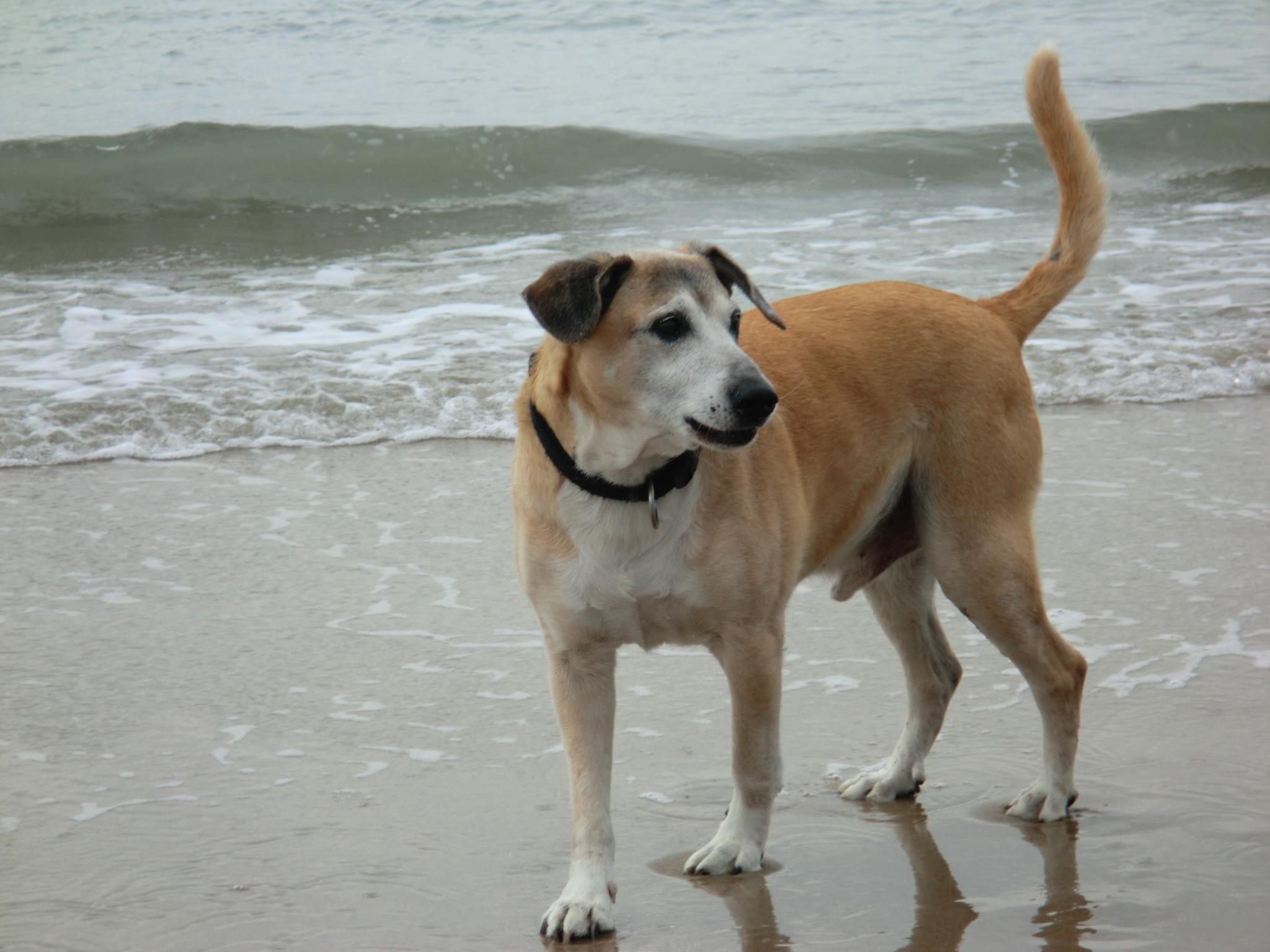 Jasper Oktober 2011 auf Texel